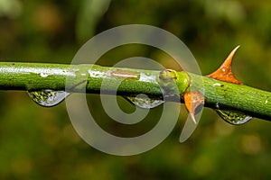 A closeup picture of a thorny rose branch with water droplets. Green blurry background. Picture from Scania county