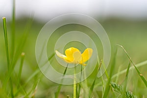 Closeup picture of a tiny yellow flower. Green background. Macro photography