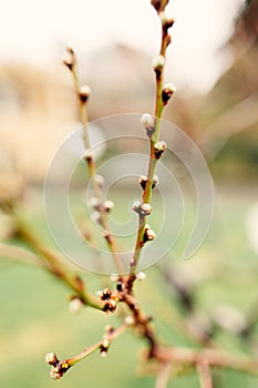 Closeup picture of wild plum tree buds