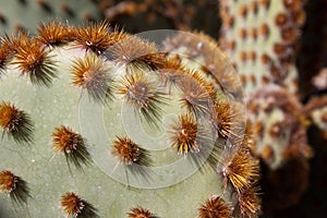 Cowboy Whiskers Cactus from Desert Museum photo