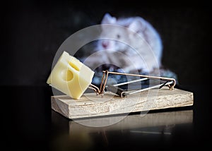 Closeup of a piece of cheese on a mousetrap with a white mouse on the blurry background