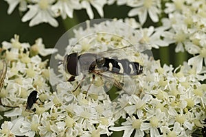 Closeup on a pied hoverfly, Scaeva pyrastri sitting on a white hogweed, Heracleum sphondylium