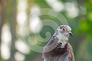 Closeup of pigeon the bird that used to messenger in the past