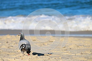 Closeup a pigeon relaxing on the sunny beach with blurry splashing sea waves in background