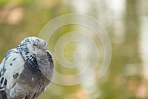 Closeup of pigeon wrinkling its neck