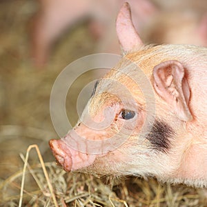 Closeup piglet pig