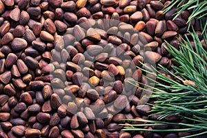 Closeup of pignolia nut