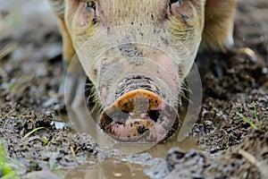 closeup of a pigs snout in the mud