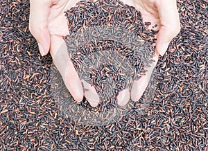 Closeup pile of black rice called riceberry rice , rice with high nutrients textured background on woman hands