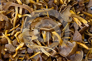 Closeup of a pile of cleaned edible yellow funnel chanterelle mushrooms