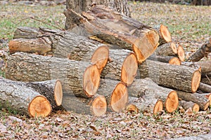 Closeup pile of firewood in forest