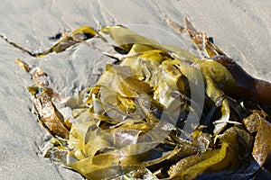 A closeup of a pile of fresh kelp on the beach