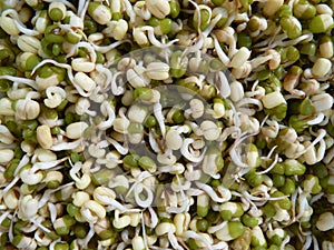 Closeup of a pile of mung bean sprouts