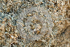 Closeup of pile of natural organic pressed maize silage