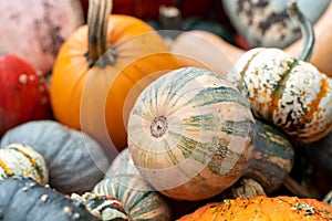 Closeup of a pile of pumpkins gathered in one place during the pumpkin patch