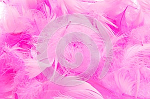 Pink feathers