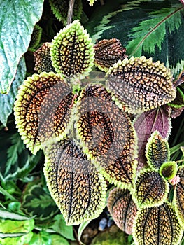 Closeup of pilea houseplants with bumpy leaves