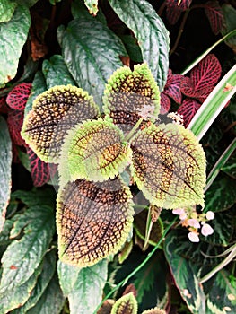 Closeup of pilea houseplants with bumpy leaves