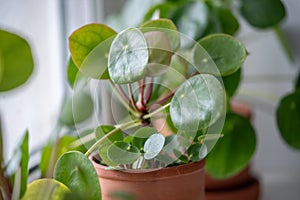 Closeup of Pilea peperomioides houseplant in pot on windowsill at home. Chinese money plant.