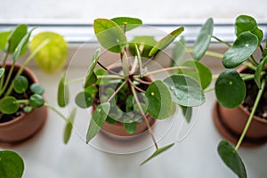 Closeup of Pilea peperomioides houseplant in pot on windowsill at home. Chinese money plant.