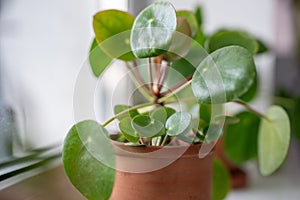 Closeup of Pilea peperomioides houseplant in pot on windowsill at home. Chinese money plant.