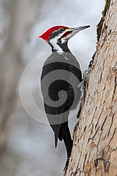 Closeup of Pileated Woodpecker climbing up a tree trunk in search of insects