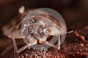 Closeup of pillbug