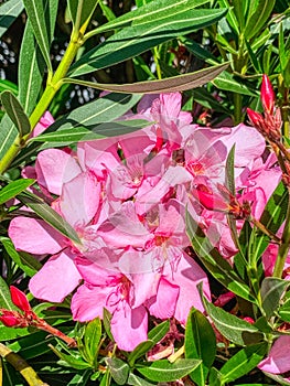 Closeup of pimk oleamder flowers