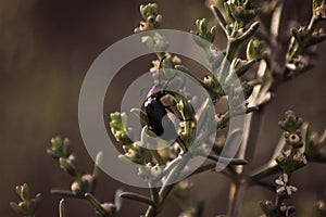 Closeup of a pinacate beetle on a green plant in a field under the sunlight