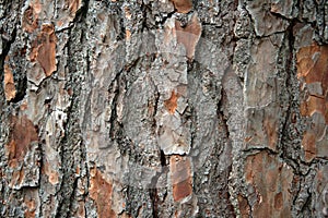 Closeup pine bark