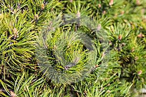 Closeup of the pine buds and needles