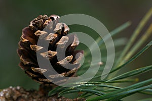 Closeup of a pine cone on a branch
