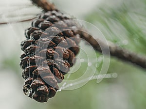 Closeup of pine cone in foggy morning with a wet spider web