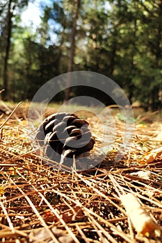 Closeup of pine cone on the ground in the forest