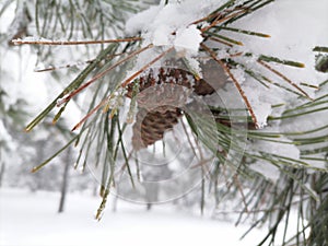 Closeup a pine cone on a pine branch covered with snow and frost. Wonderful winter scene and beautiful landscape.