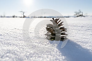 Closeup of a pine cone on the snow in a field under the sunlight