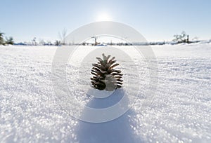 Closeup of a pine cone on the snow in a field under the sunlight