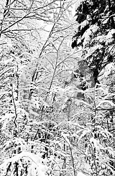 Closeup pine forest monochrome valley dreamscape Hallstatt winter snow mountain landscape leads to the salt mine of Hallstatt