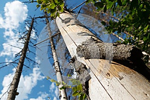 Bark beetle infestation