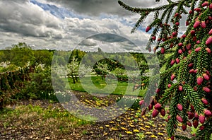 Closeup of Pine Tree with Apple Trees in Background