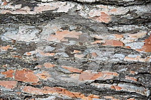 Closeup of the pine tree bark. Abstraction