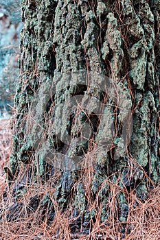 Closeup of a pine tree bark in the forest on an autumn morning. Wild nature twigs with details of an old trunk covered