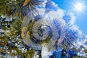 Closeup pine tree branch with cones