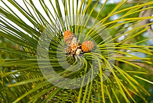 closeup pine tree branch with cones