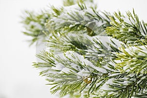 Closeup of pine tree branch covered with snow