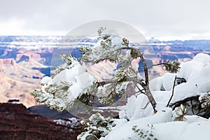 Closeup, pine tree branch with snow. Grand Canyon in background.