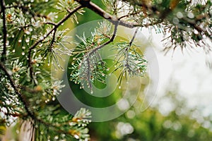 Closeup of a pine tree branches covered in dewdrops swaying in the gentle breeze, Veytaux, Swiss