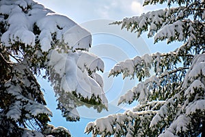 Closeup of pine tree branches covered with fresh fallen snow in winter mountain forest on cold bright day