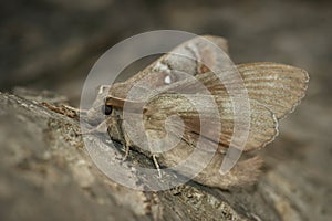 Closeup on a Pine-tree Lappet moth, Dendrolimus pini, trying to take-off from a trunk of a tree