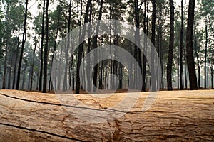 Closeup of pine tree log lying on the ground with pine tree forest as background. 1